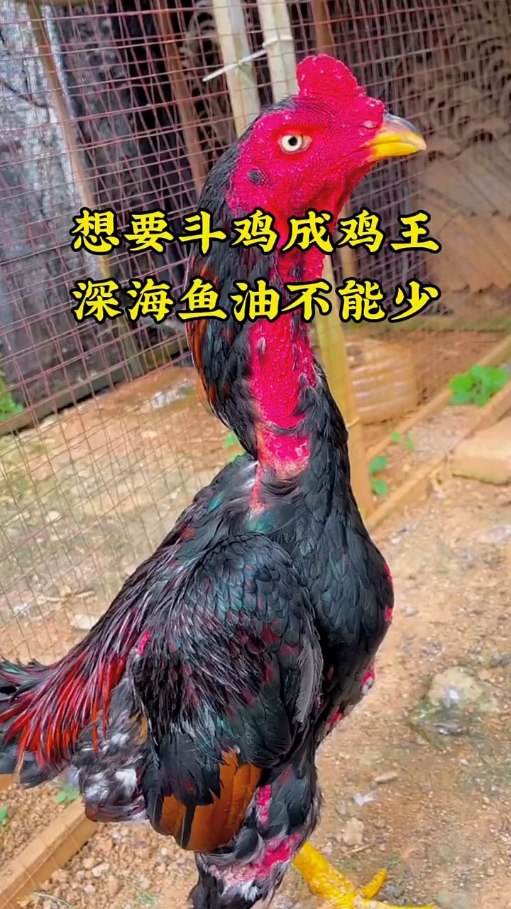 斗鸡力量大成鸡王怎么喂