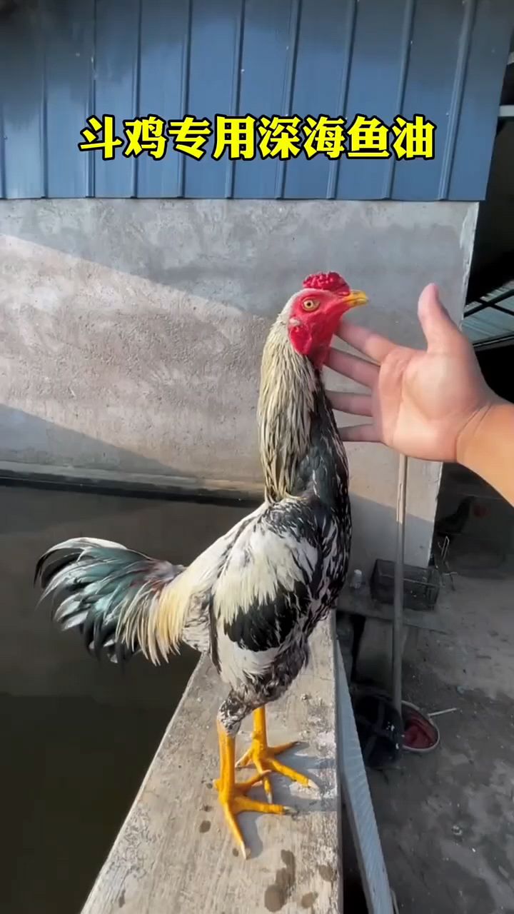 斗鸡用鱼油就是好啊