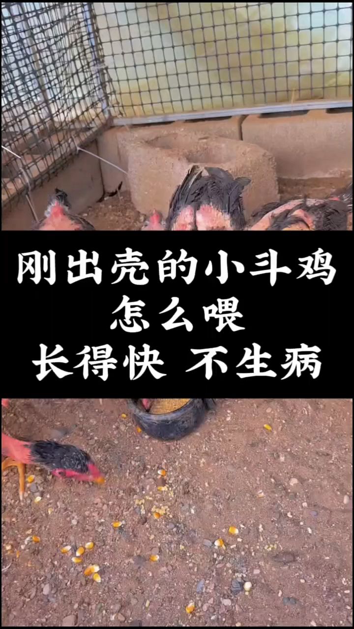 刚出壳的小鸡怎么喂长得快