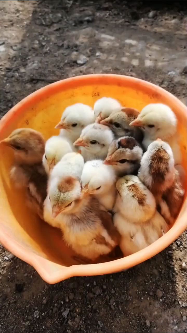 刚出壳小鸡怎么喂好啊