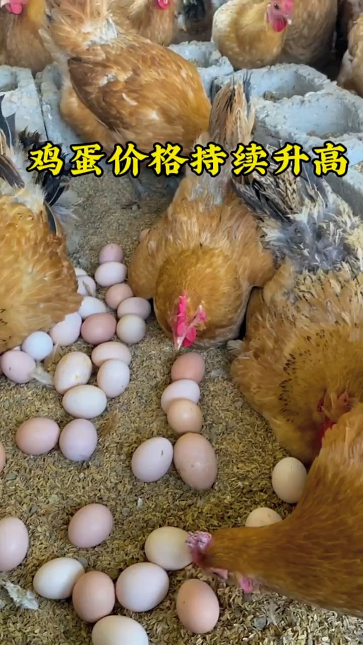 如何让母鸡多下蛋啊
