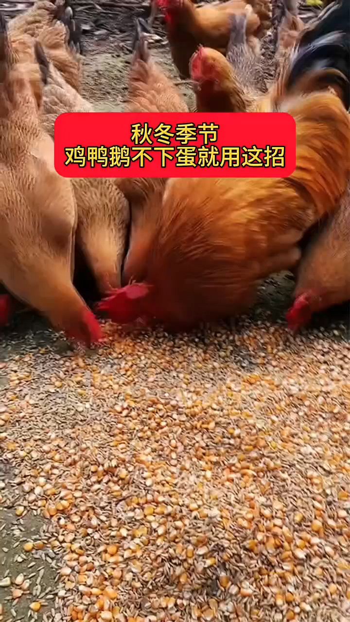 秋冬天冷,鸡鸭鹅不下蛋怎么办