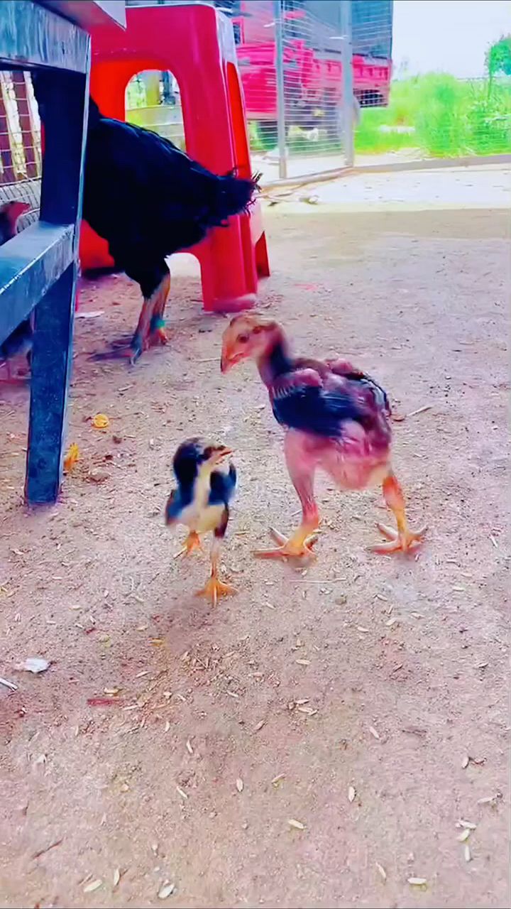 斗鸡出壳后怎么喂