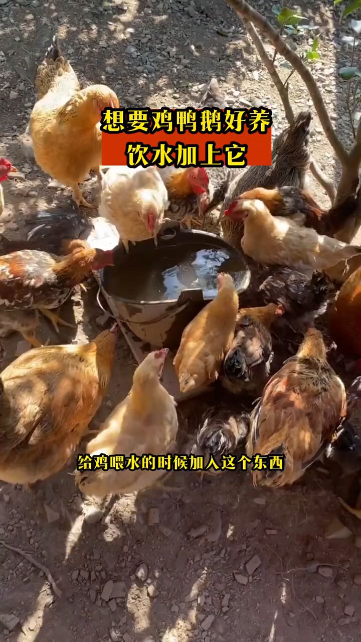 鸡鸭鹅养的好,喂水加这个