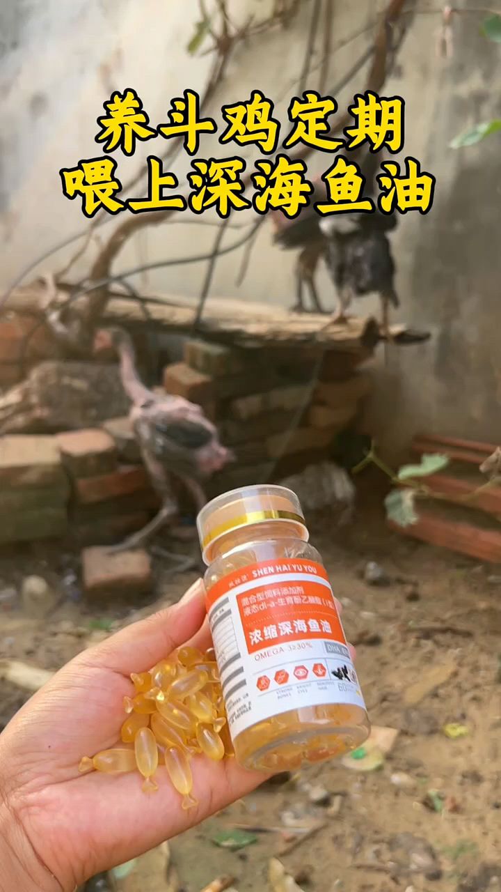 斗鸡用深海鱼油。