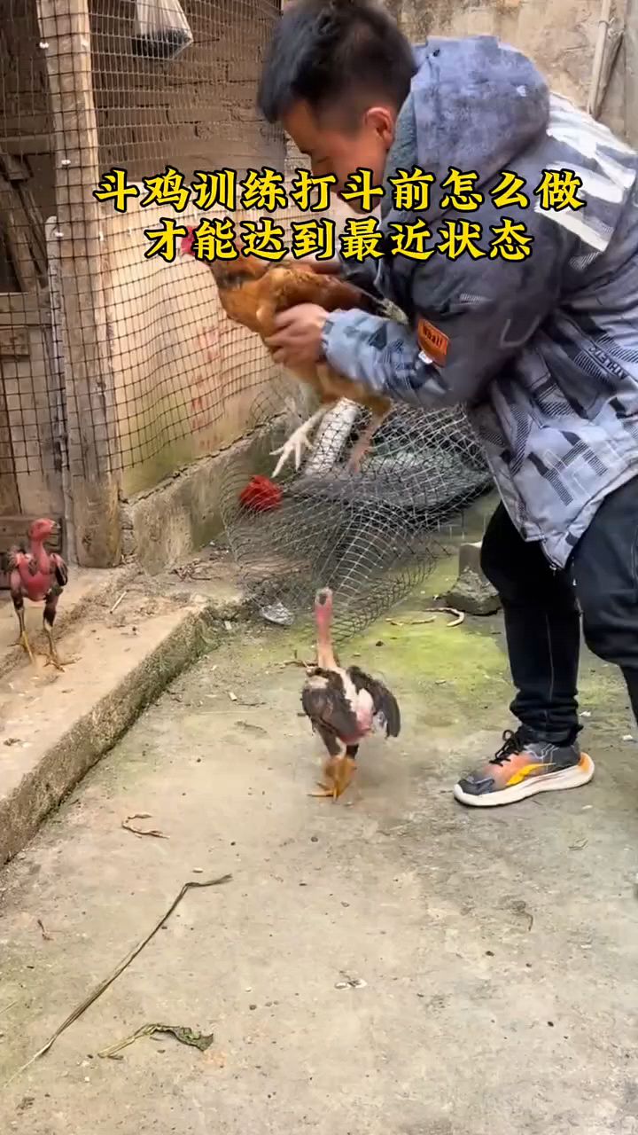 斗鸡训练打比赛怎么喂?