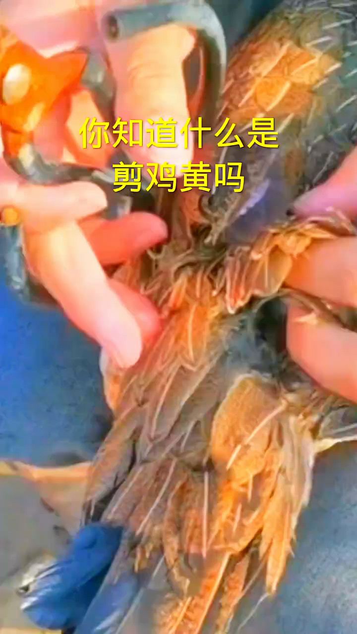 你知道什么是剪鸡黄吗?