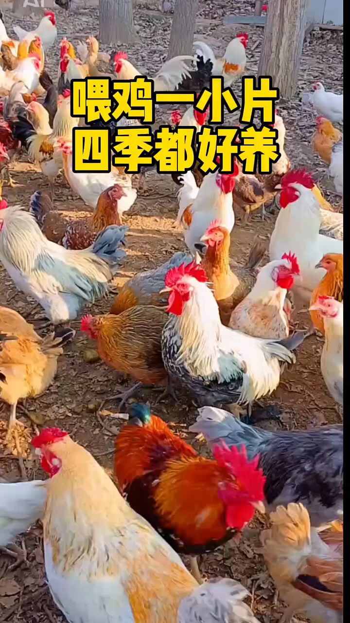 养殖鸡鸭鹅就用这一片。