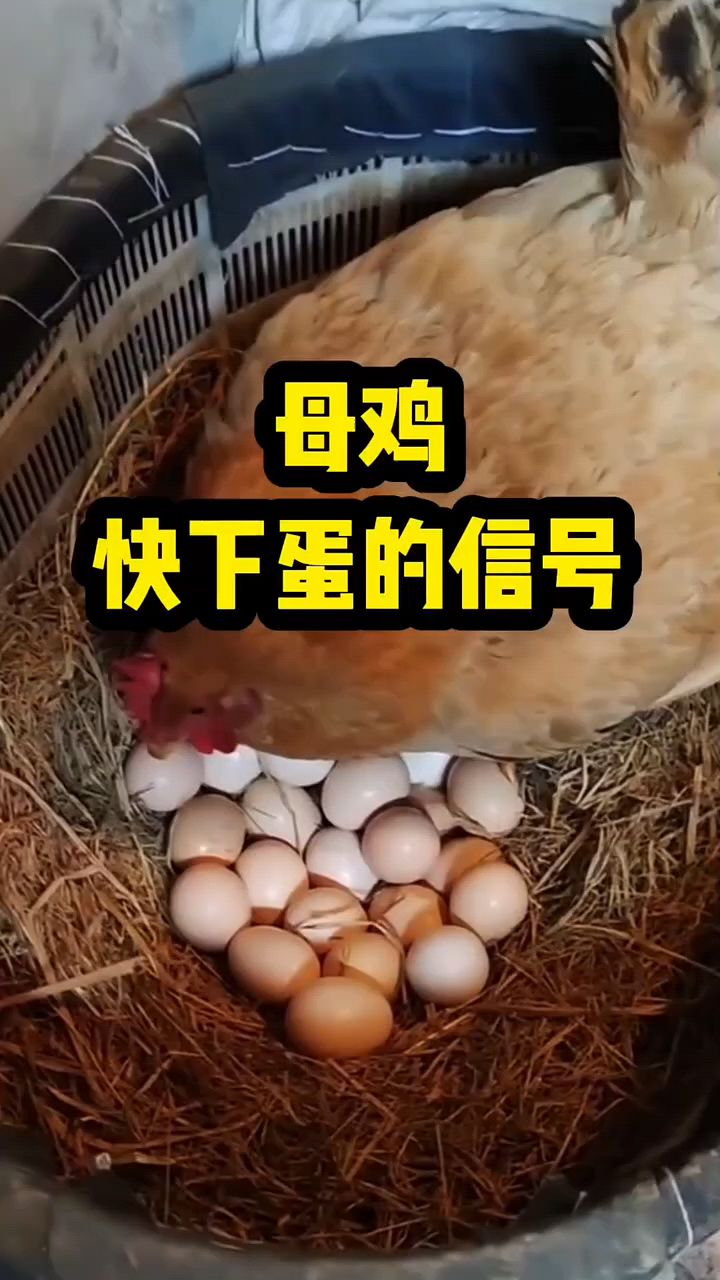 母鸡快下蛋的信号是什么