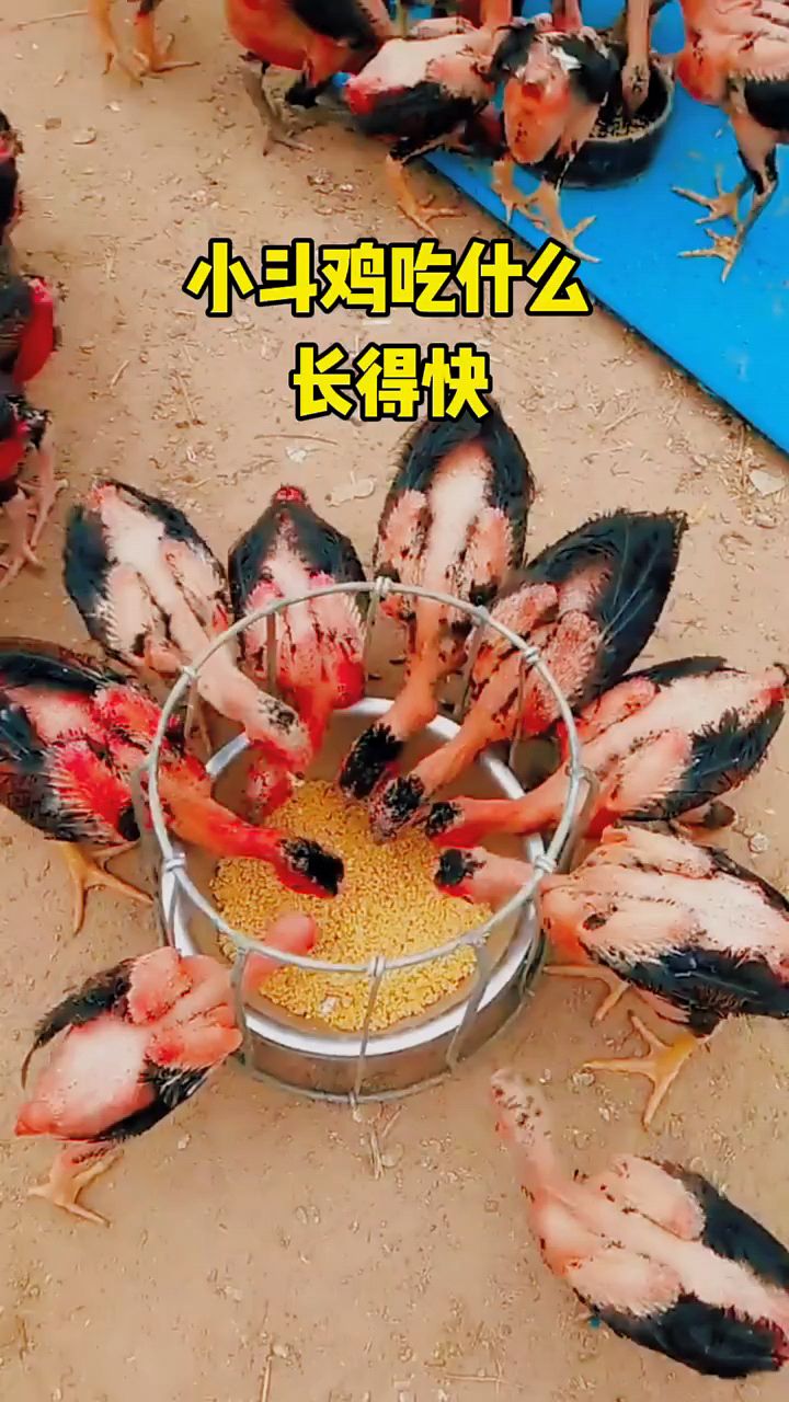 小鸡吃什么长得快