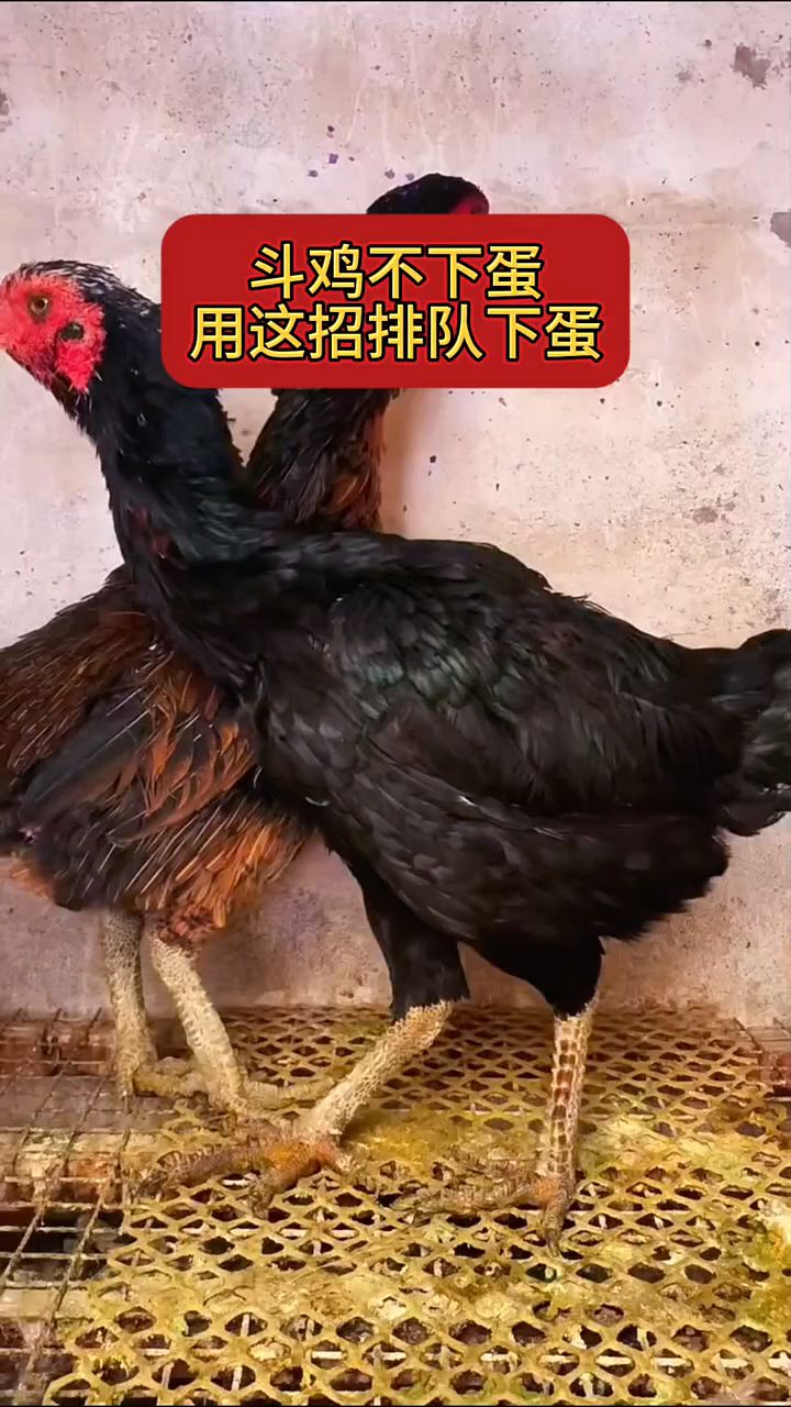 斗鸡排队下蛋的方法