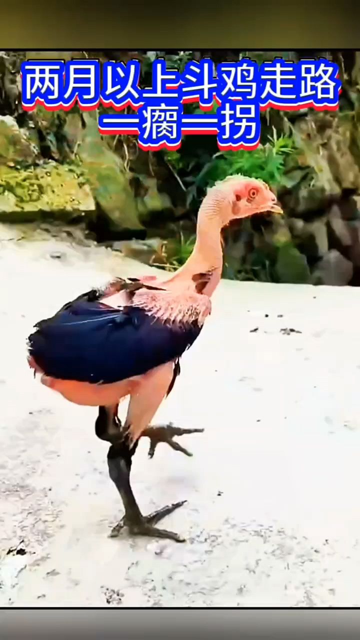 斗鸡怎么喂长的好啊