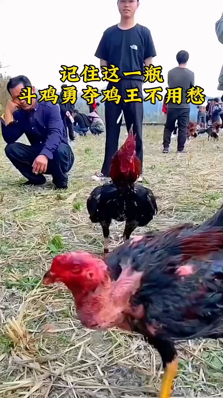 记住这一瓶斗鸡成鸡王
