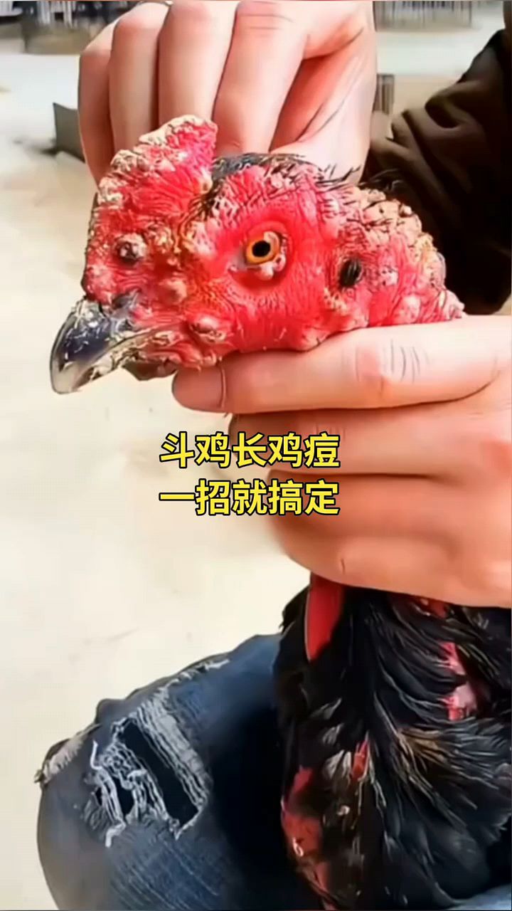鸡长了很多的鸡痘