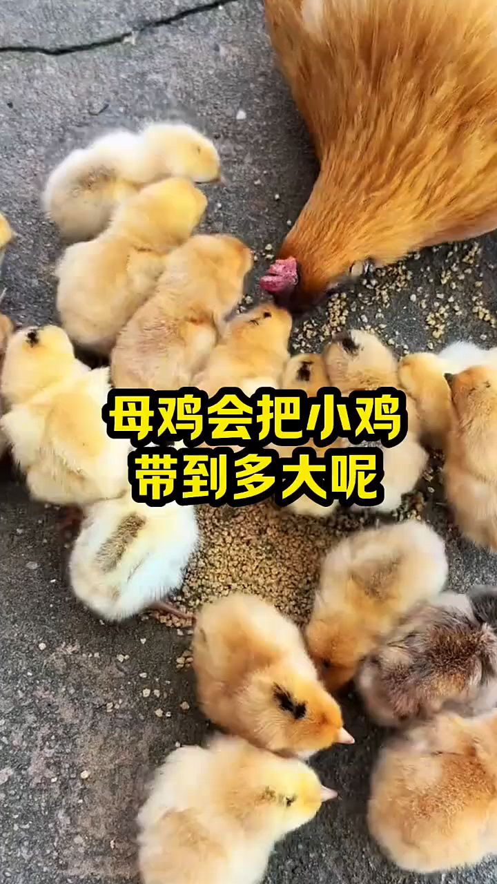 母鸡会把小鸡带到多大