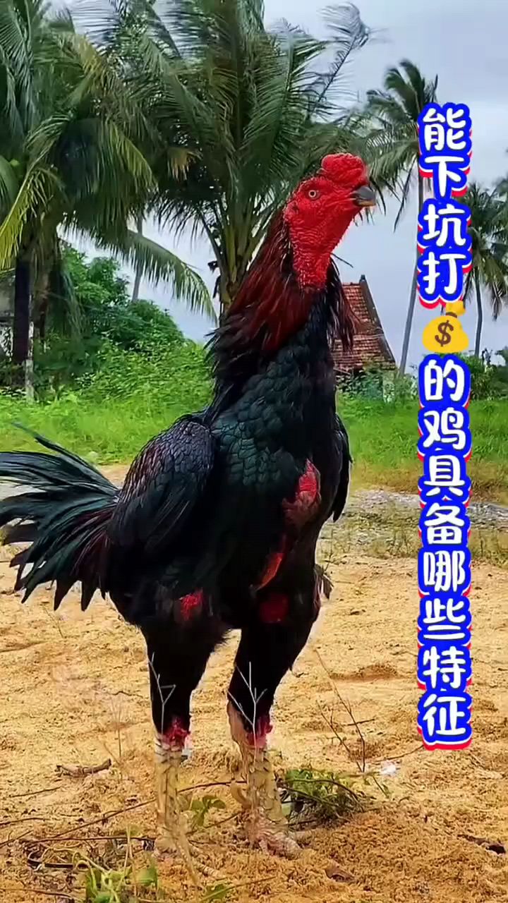 斗鸡怎么喂?厉害?