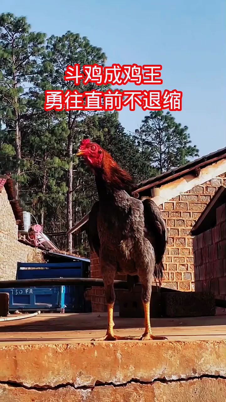 斗鸡成鸡王,勇夺鸡王