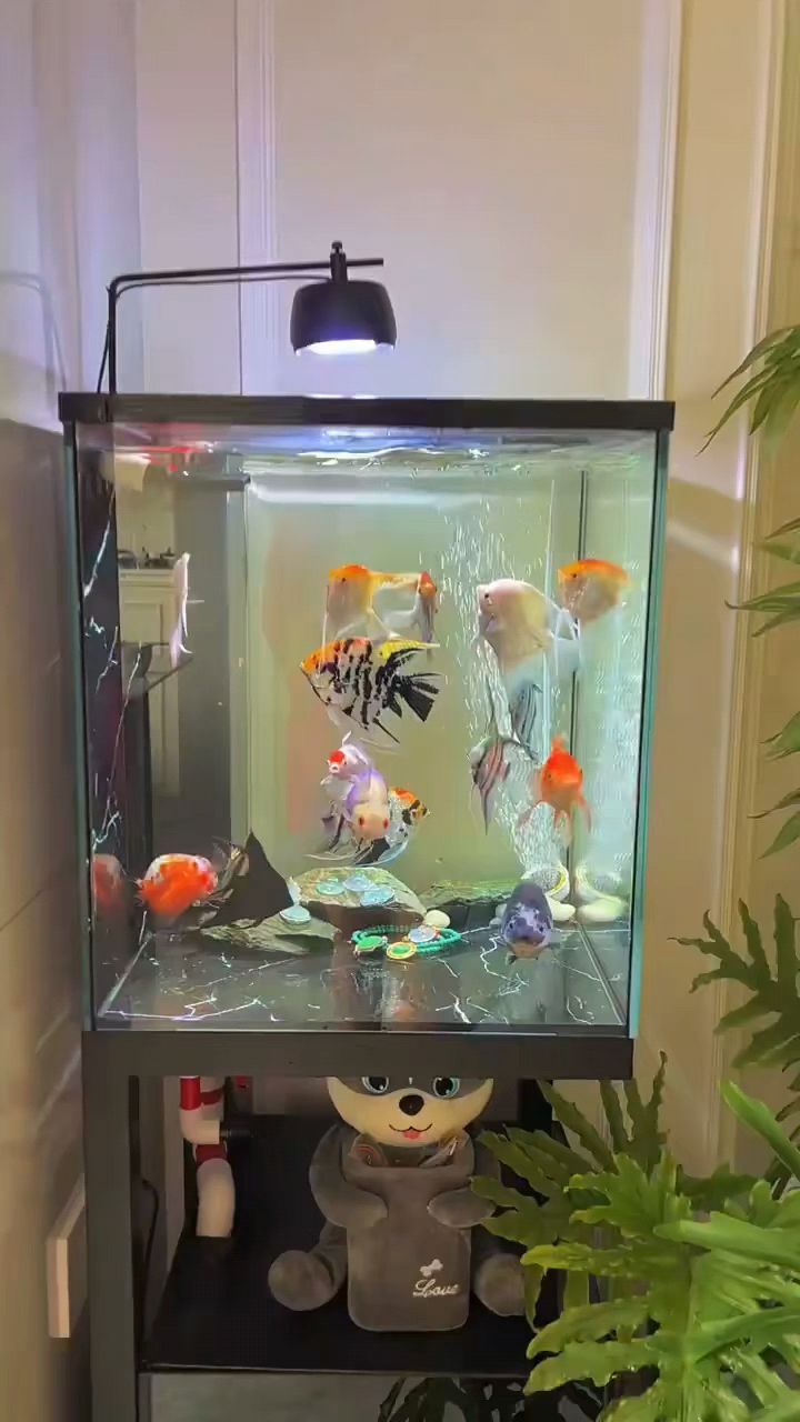 翡翠原石玉养鱼翡翠