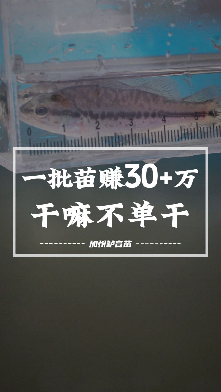 养一批加州鲈鱼苗能赚30多万,干嘛不自己单干?