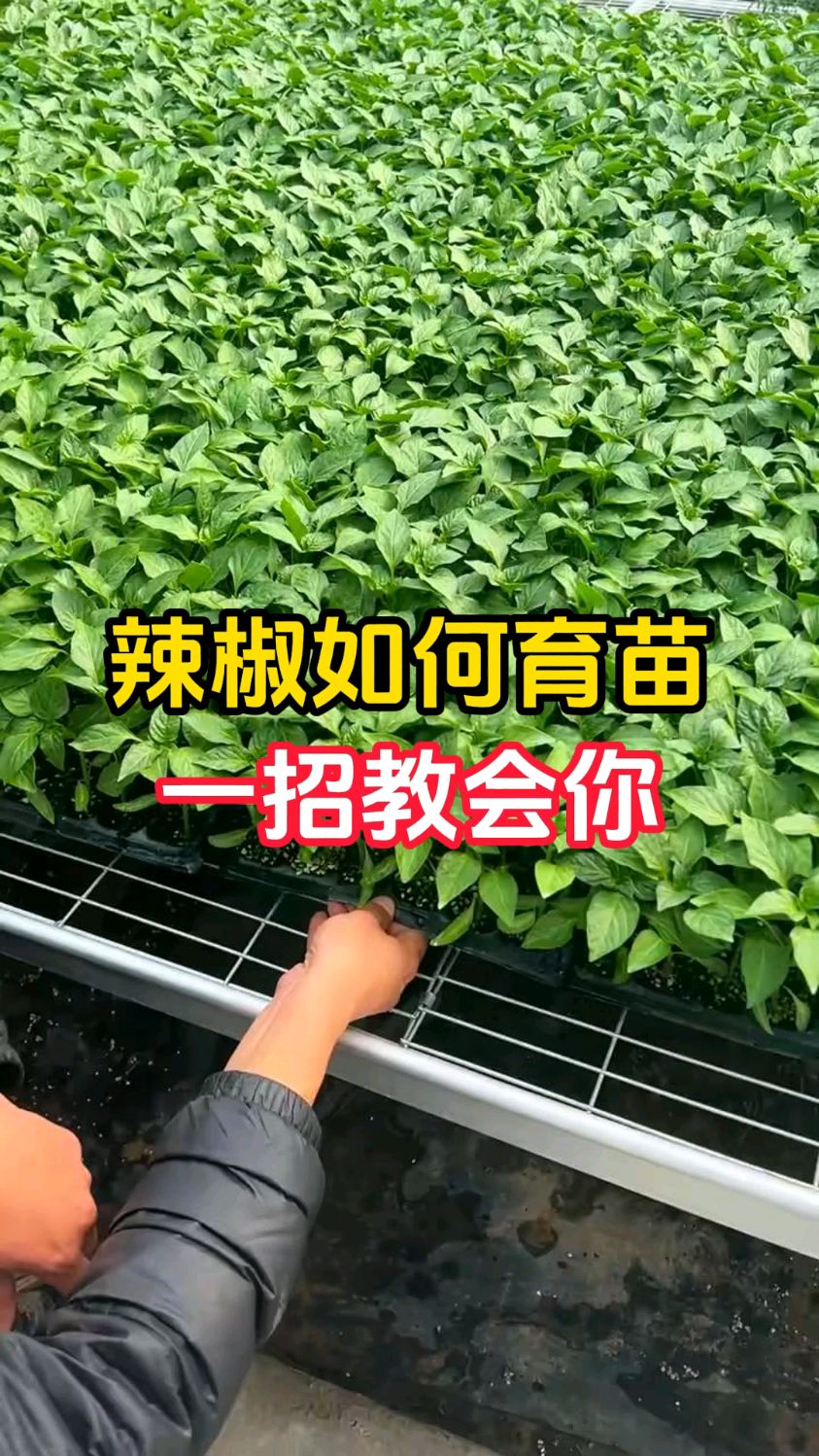 辣椒如何育苗,一招教会你