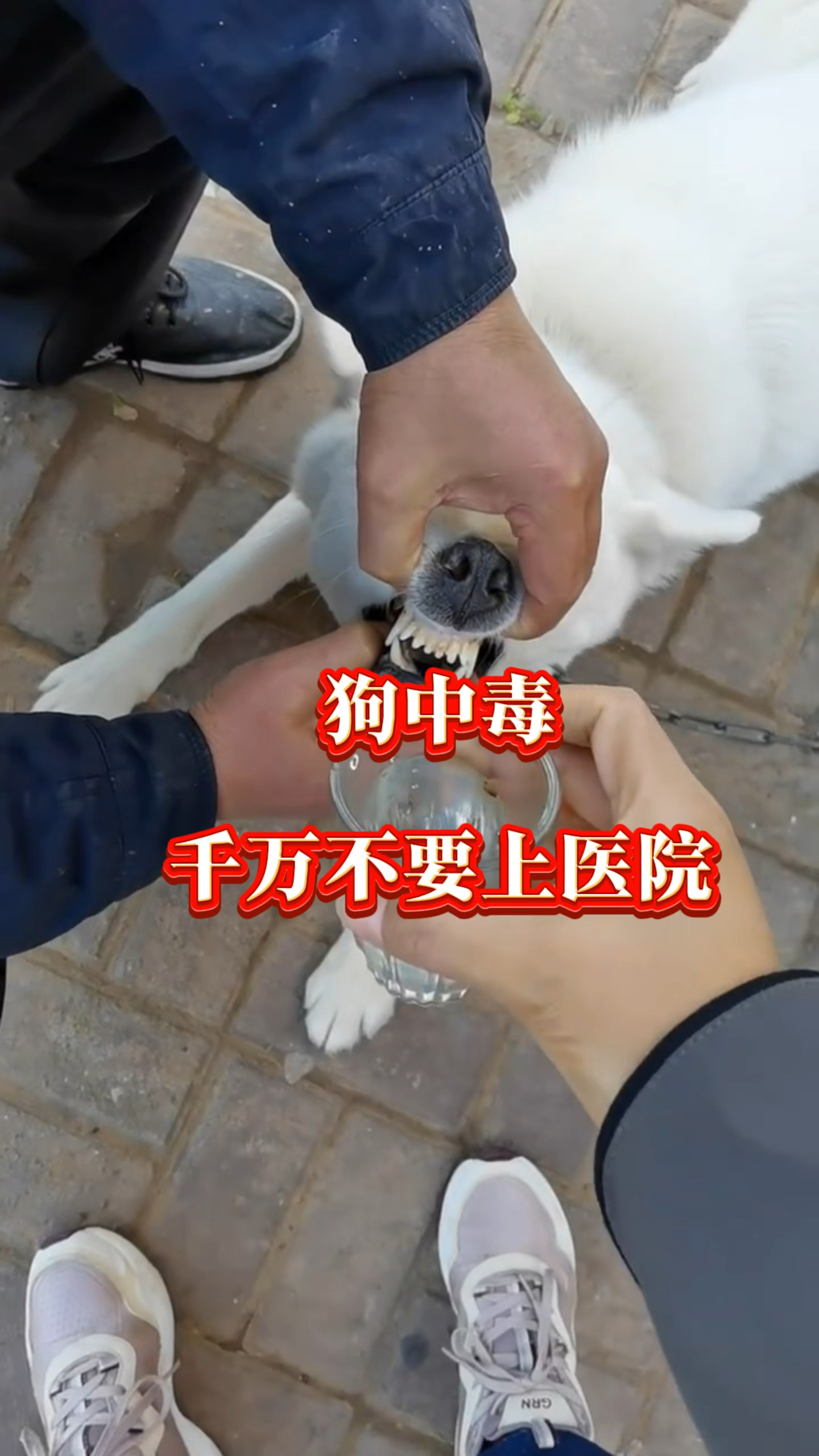 狗狗中毒如何来解决?