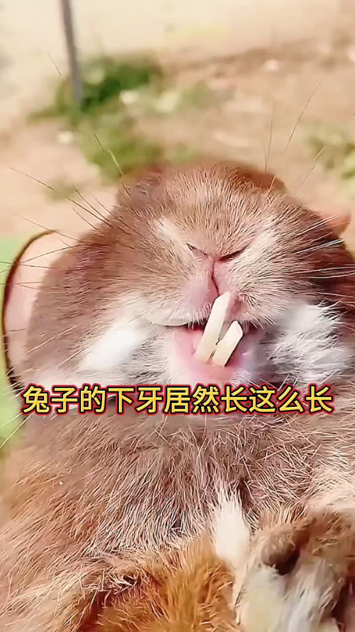 兔子的下牙居然长那么长