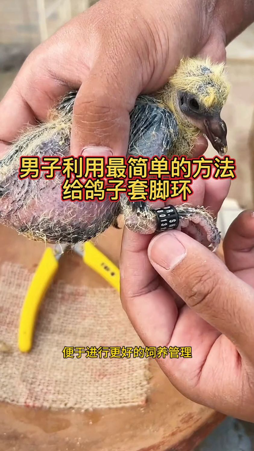 男子利用最简单的方法给鸽子套脚环