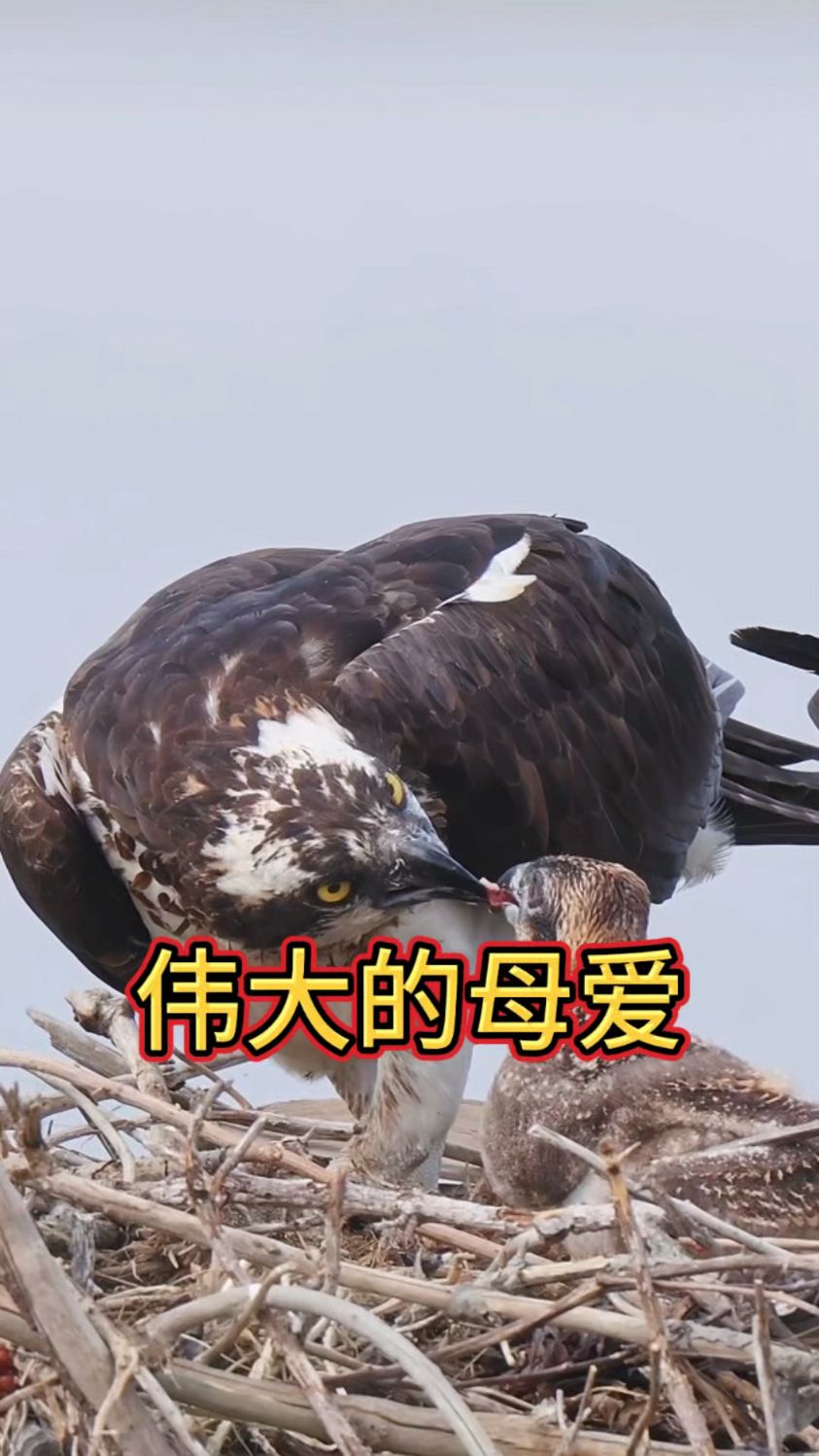 鱼鹰养育雏鸟,展现了自然界生物为了生存和繁衍后代所付出的努力