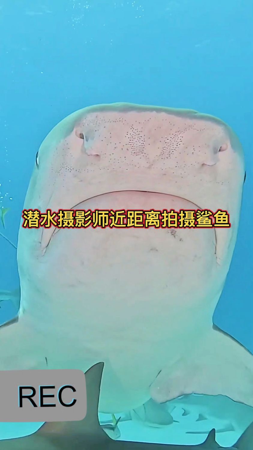 太震撼了,潜水摄影师近距离拍摄鲨鱼