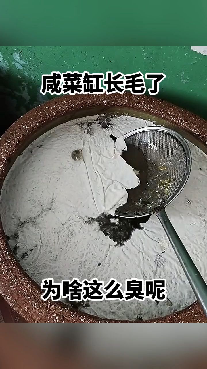 咸菜缸长毛了,为啥这么臭呢!