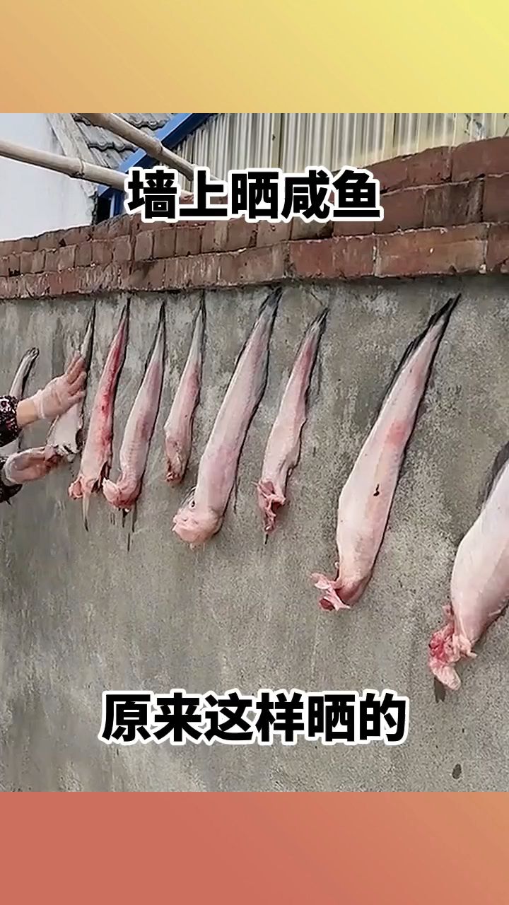 墙上晒咸鱼,原来这样晒的!