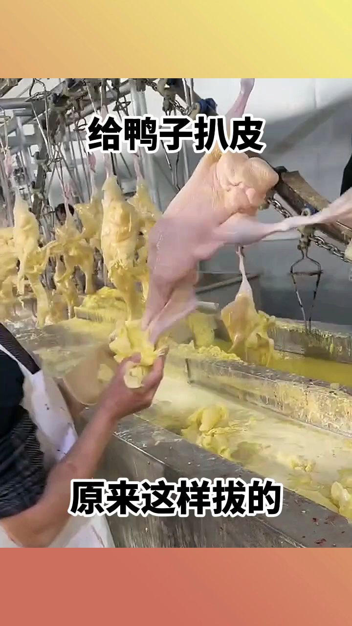给鸭子扒皮,原来这样扒的!