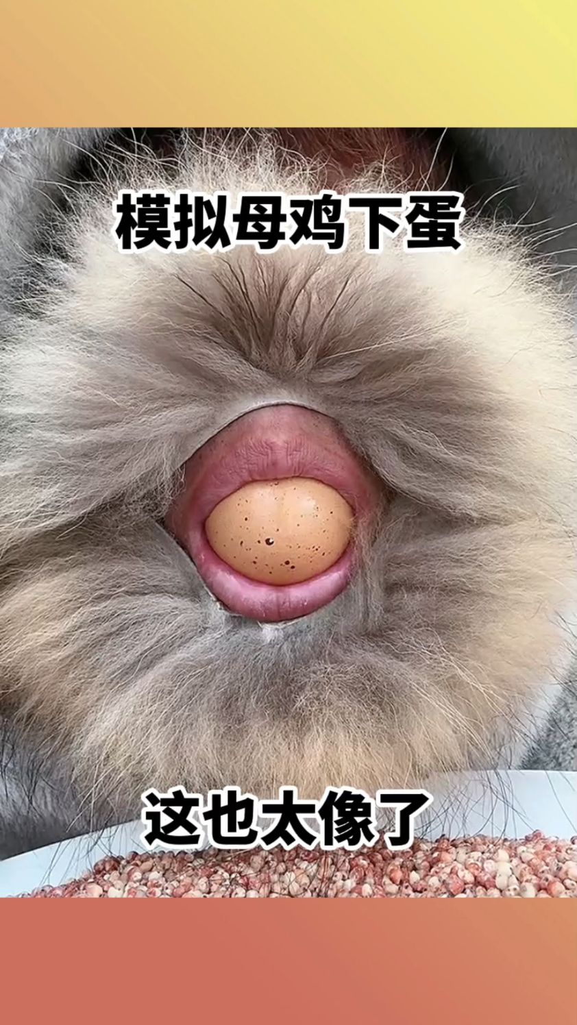 模拟母鸡下蛋,这也太像了!