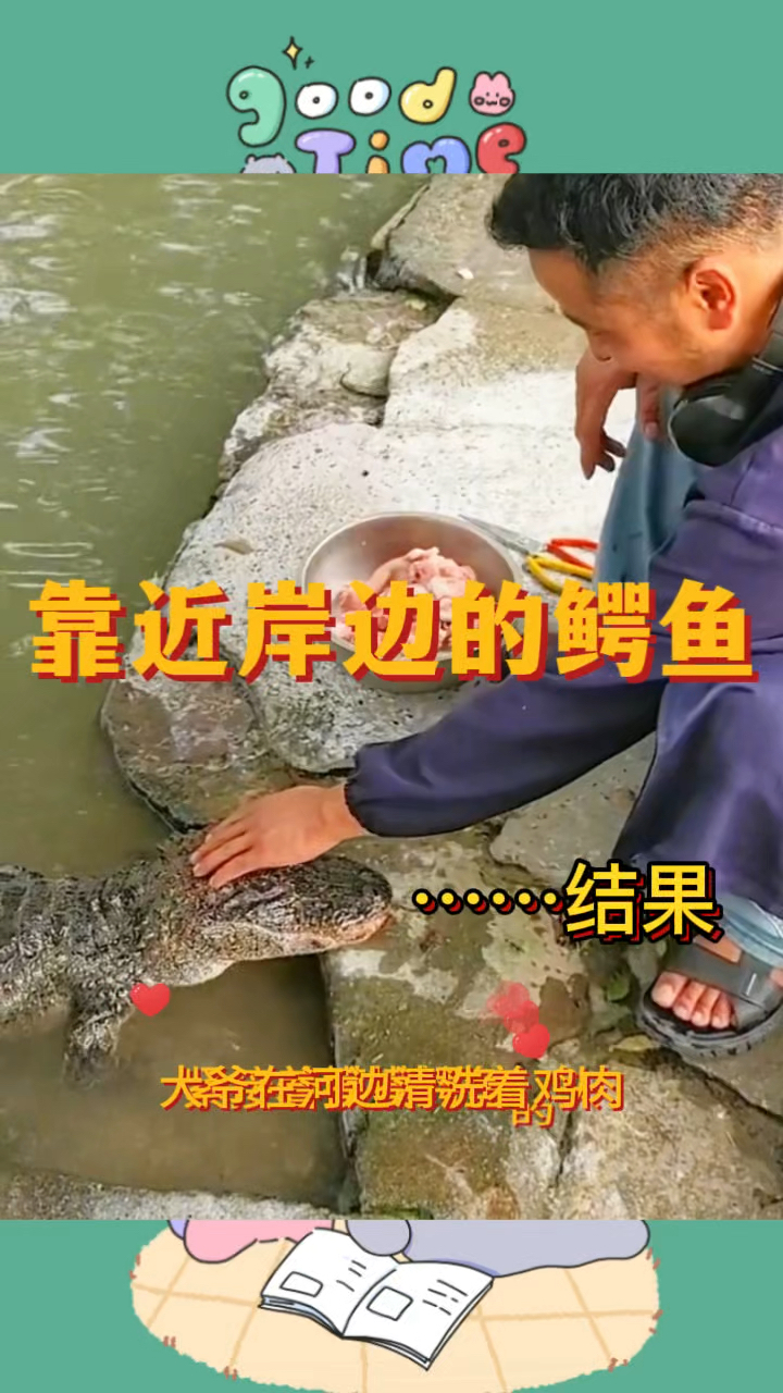 靠近岸边的鳄鱼,结局意想不到