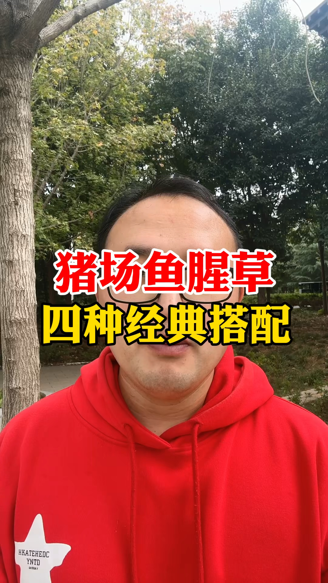 猪场鱼腥草四种经典搭配