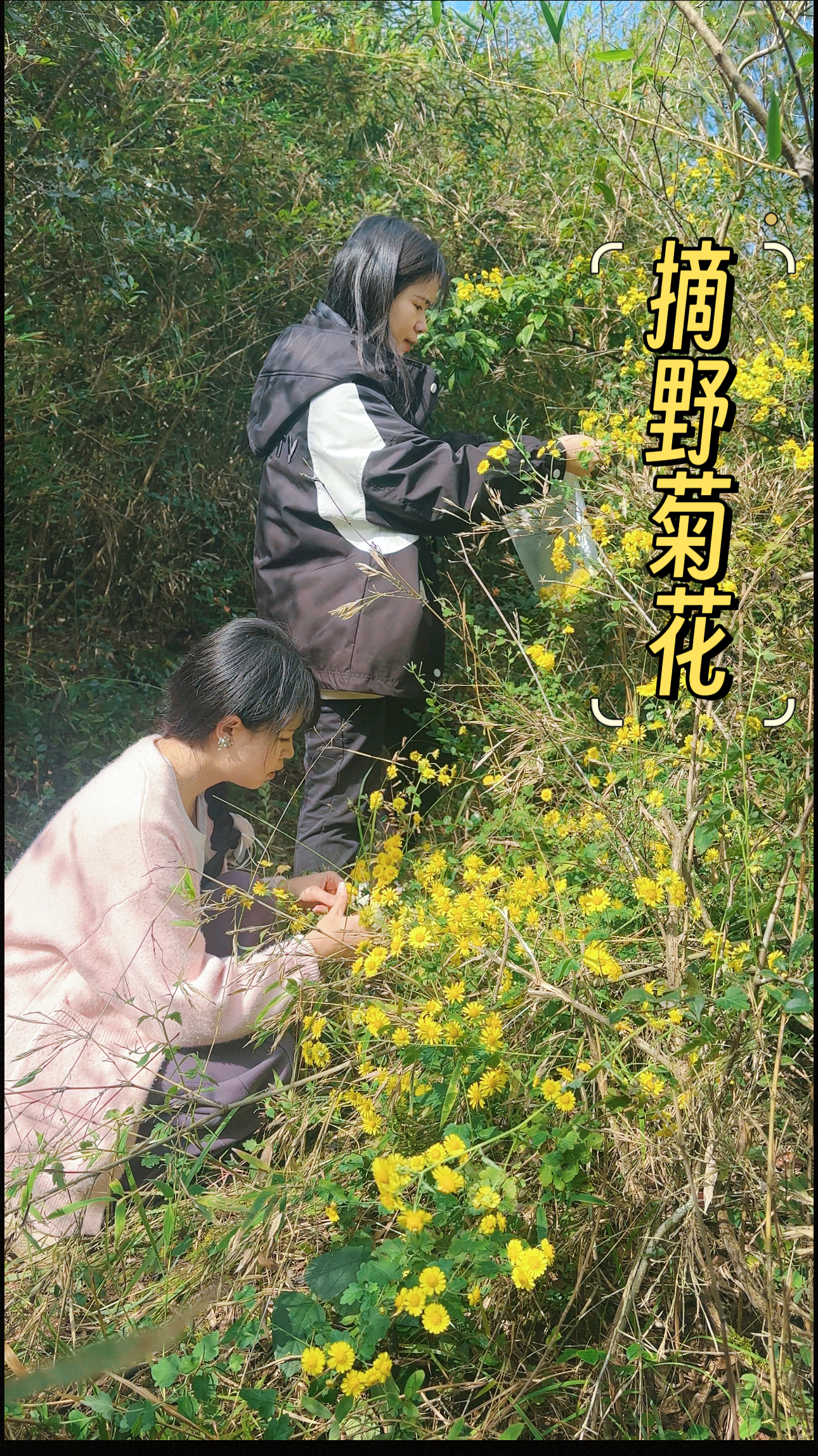 初冬的快乐是野菊花给的,带着闺蜜朋友一起摘菊花,吃着菊花糕