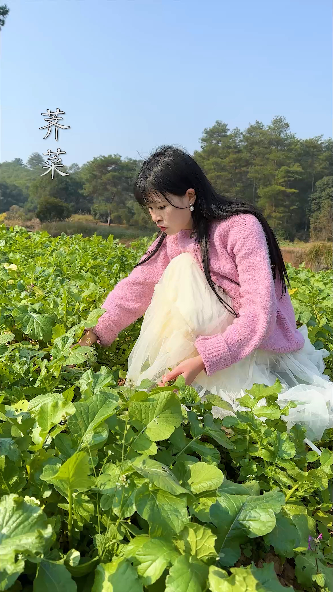 湖南人的冬至,那必须荠菜饺子,野菜饺子才是不可多得的美味佳肴