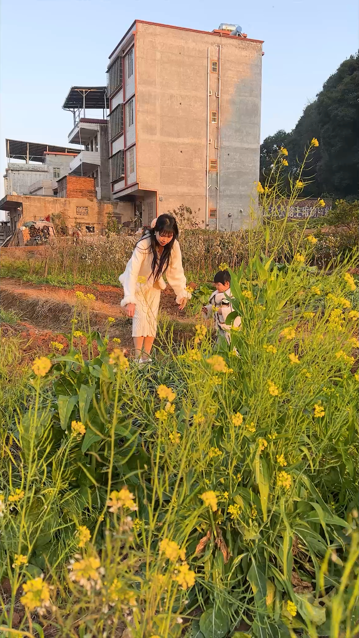 地里的小白菜吃不完,腌制起来,酸酸脆脆的,怎么做都好吃。