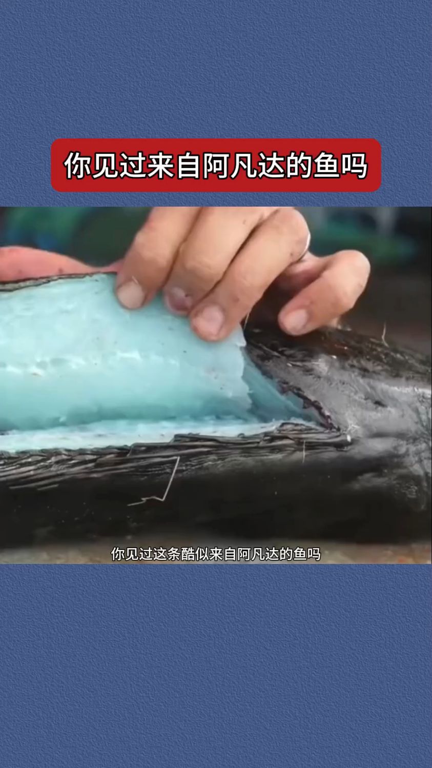 你见过阿凡达鱼吗