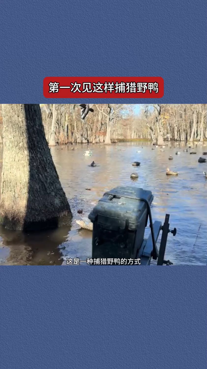 第一次见这样的捕猎野鸭方式