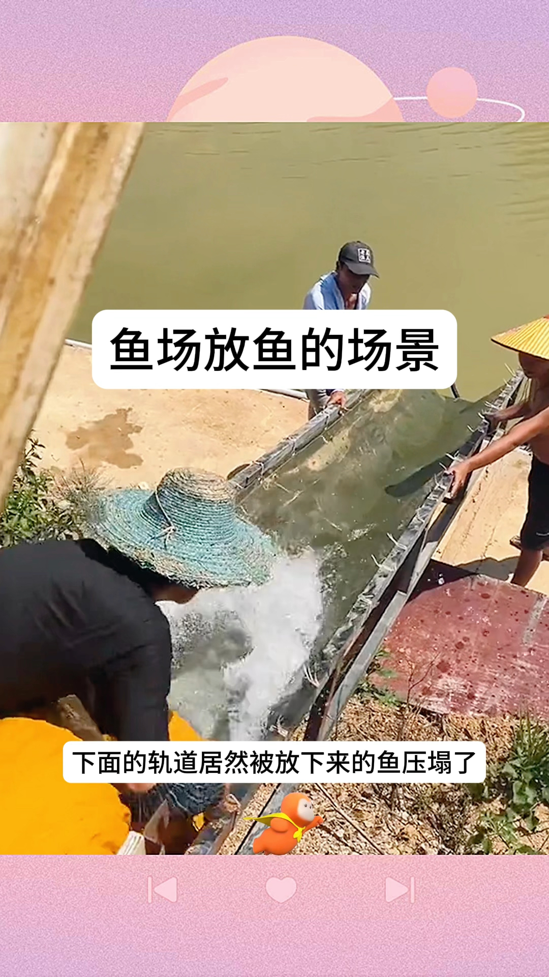 鱼场放鱼的场景,估计鱼都被摔懵了