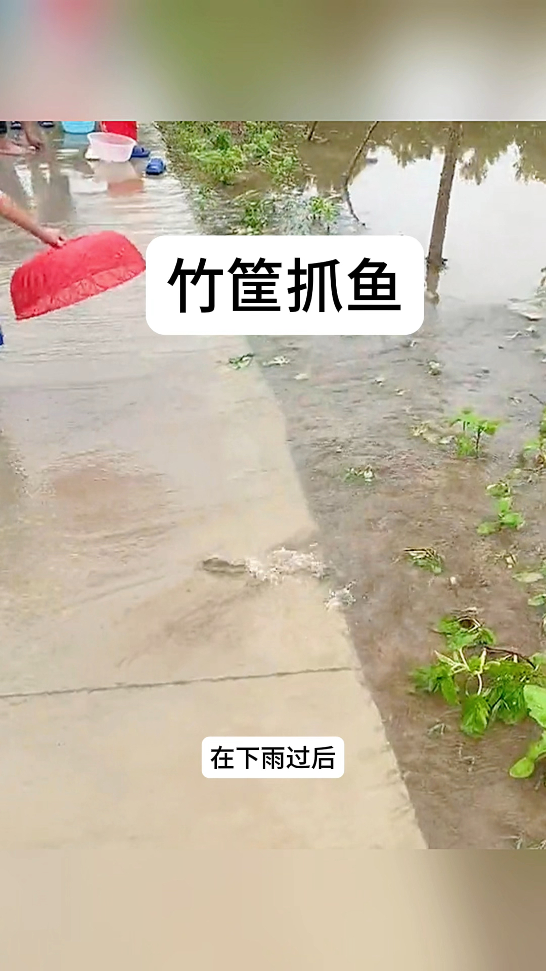 竹筐抓鱼,效果太好了