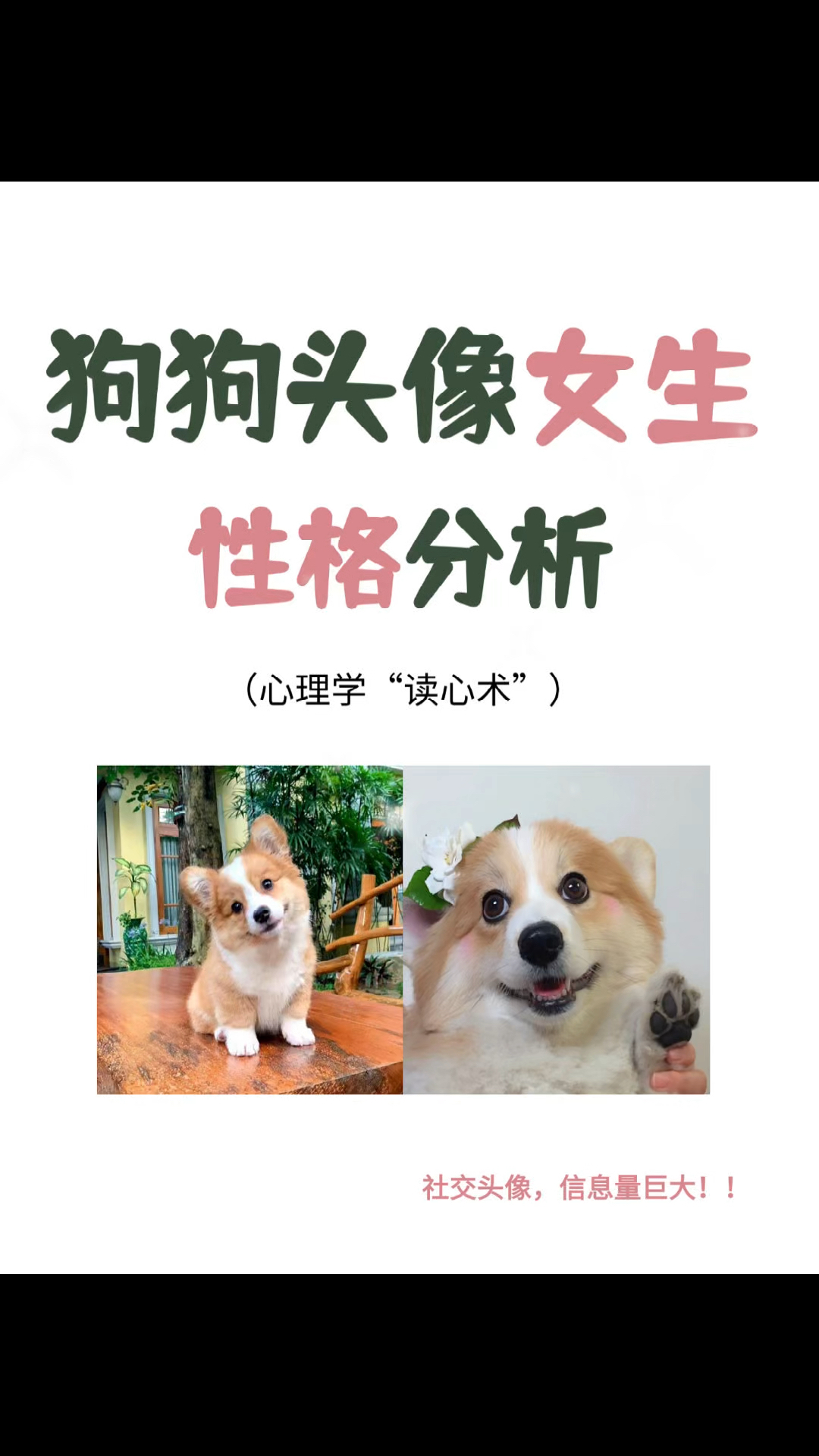 用狗狗做头像的女生,性格密码分析...