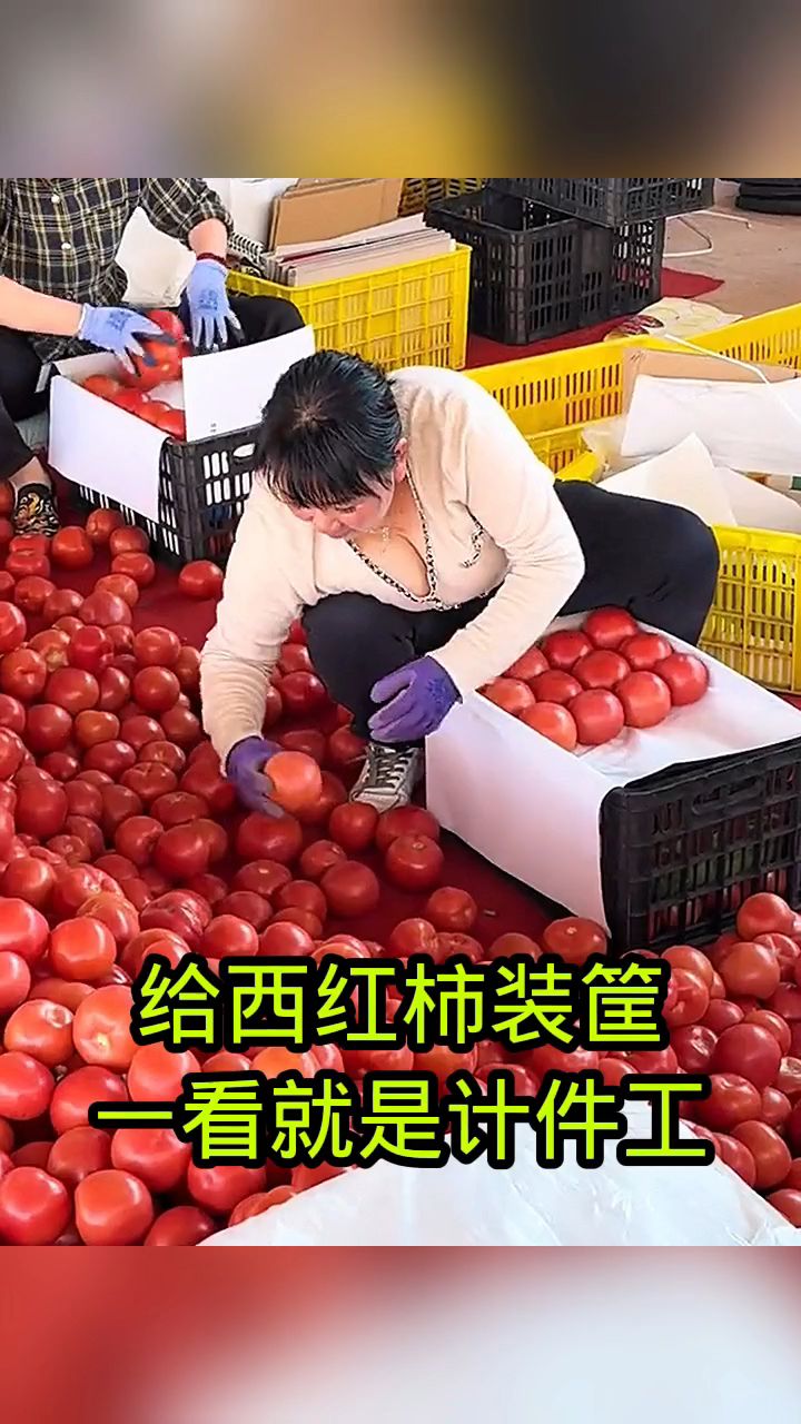 给西红柿装筐,一看就是计件工!