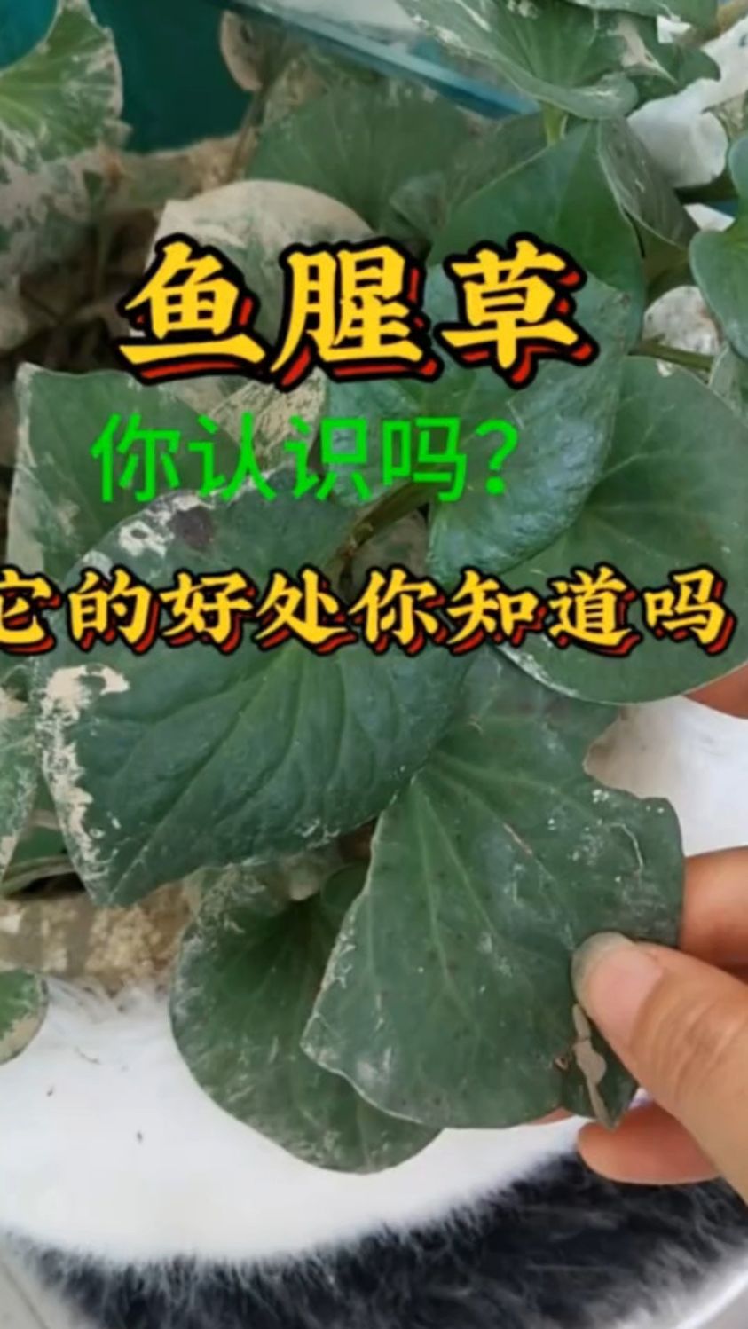鱼腥草——它的好处你了解吗?
