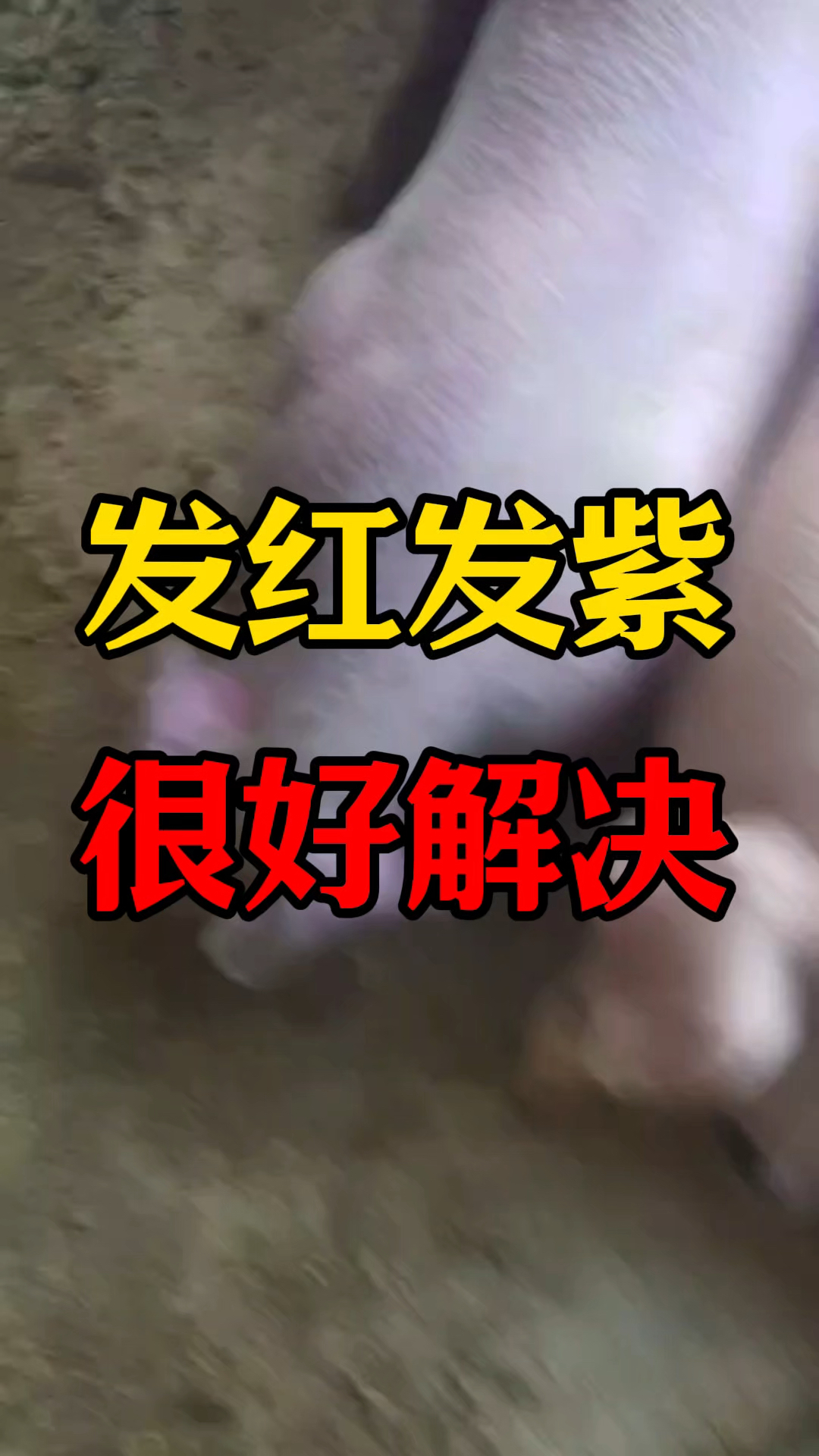 猪身上发红发紫,怎么办?