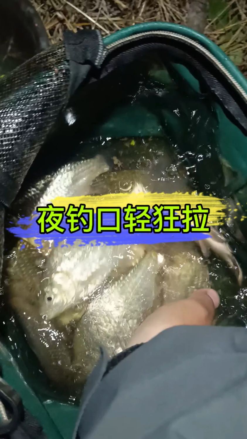 进入冬天了,夜钓口轻!