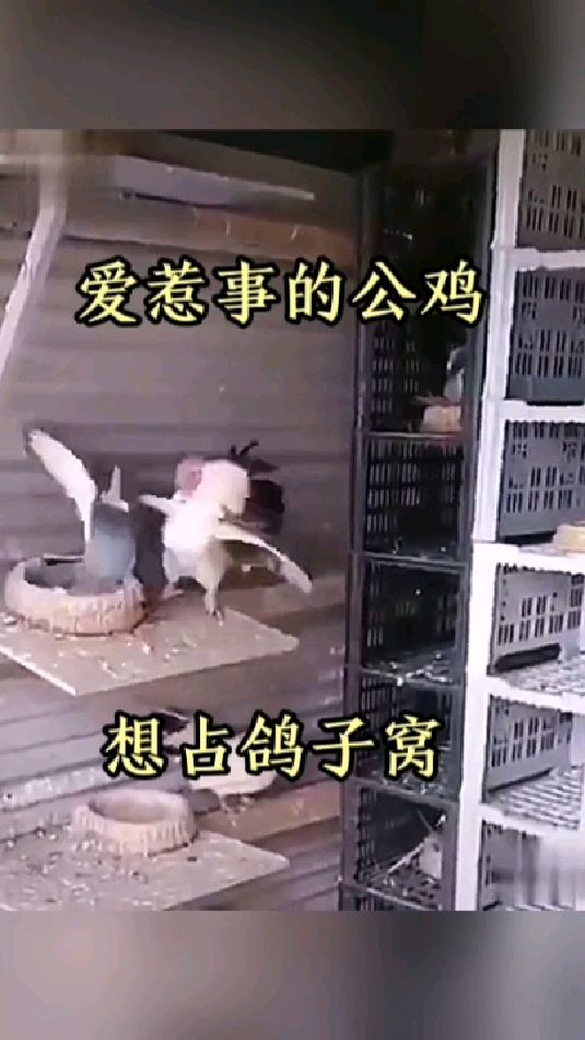 爱惹事的公鸡,想占鸽子窝!