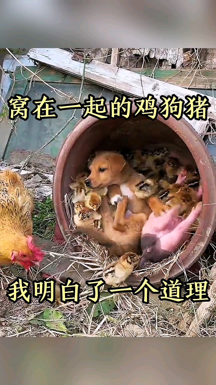 窝在一起的鸡狗猪,我明白了一个道理!