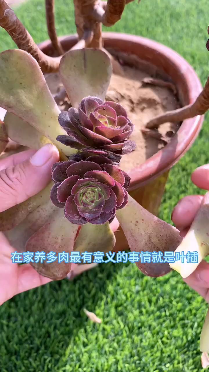 多肉叶片“扦插”用这个方法,更容易出多头